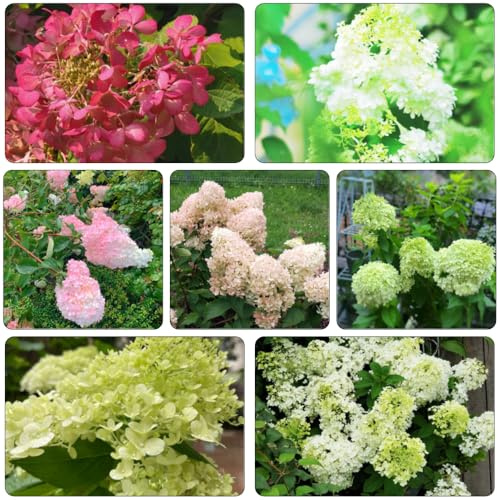 ortensia paniculata decorativa primavera selvaggio, autunno, perenne balcone parterre decorazione bonsái ufficio semi 250pcs