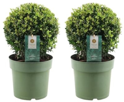 Set med 2 Ilex crenata 'Jenny' Ø20 cm
