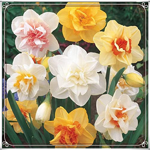Daffodil Bulbs Strong Plants That Grow Well Crop Narcissus Bulbs for Planting Now UK Mix Golden Jade Carving Feels