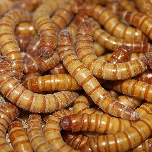 Mehlwürmer, lebend, 5 kg Preisknüller