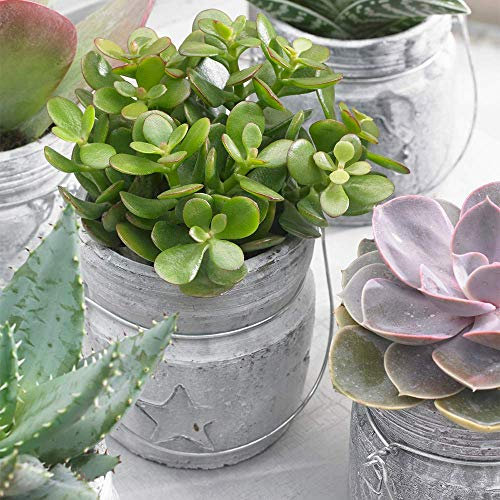 Crassula Ovata Pianta per Interni - Albero Decorativo Pianta da Appartamento