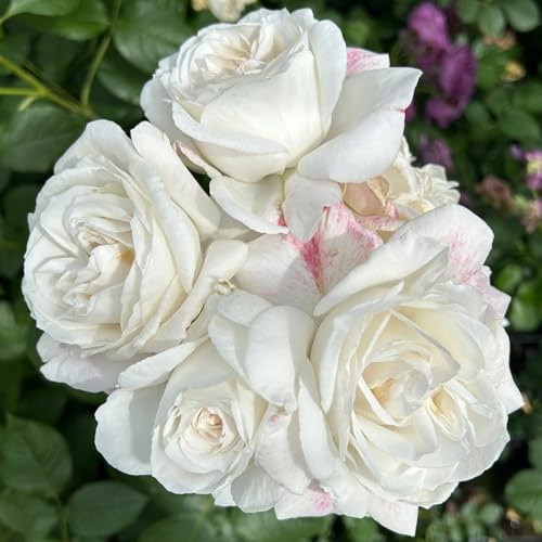 Stammrose 'Die Rose Ihrer Majestät'® (Beainesza), Stammhöhe 60cm, Topf 7,5 Liter
