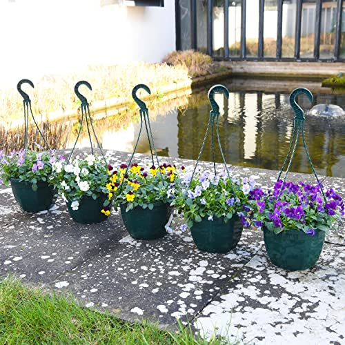 Suttons Viola Pre-Planted Garden Hanging Basket beautiful cascading Flowers Low maintenance easy to Grow Outdoor Garden Plant 4 Months of Colour 20cm Basket (4 x 20cm Hanging Basket)