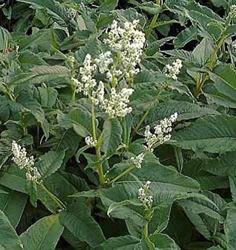 Berg Knöterich Johanniswolke - Persicaria culturum - lebende Gartenpflanze aus den Baumschulen