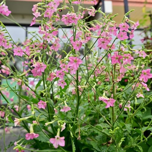 semi di tabacco biologici - decorativi in vaso resistenti giardino 50pcs