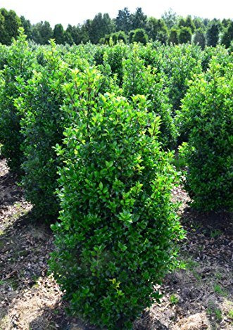 amerikanische Hülse, Ilex meserveae Heckenstar -S- 60-80 cm hoch 5 L Topf | Immergrün, winterhart & schnittverträglich – robuste Heckenpflanze mit Beeren, ideal für Sichtschutz & Formschnitt
