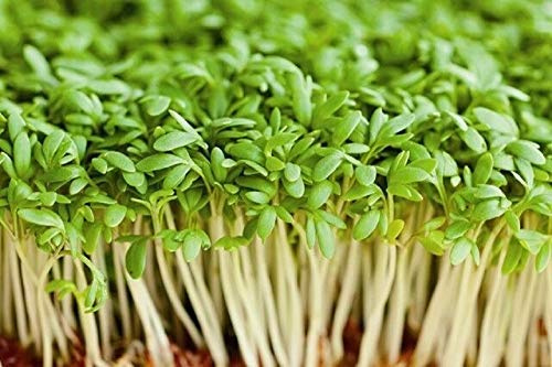 Cress Seed, Microgreen, Sprouting, 12 OZ, Non GMO - Country Creek Acres Brand - Cress Seed for Juicing, Food Storage, Gardening, Hydroponics, Growing Sprouts, Spice for Cooking