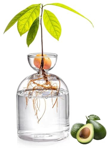 Obelunrp Vase à Avocat pour la Culture, 3,4x5,4 Pouce en Verre Avocat Vase de démarrage, Petit planteur d'avocat, Pot de Plante en Verre pour Les Plantes enracinées en Eau intérieure