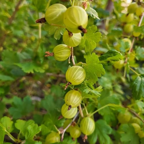 semillas resistentes de grosella - para balcón interior invernadero purificadoras aire exóticas 50pcs