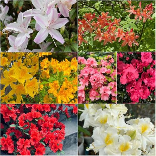 Rododendro - semi Semi di arbusti con prati perenni resistenti giardino interno - Serie Rara - decorativi 120 pezzi