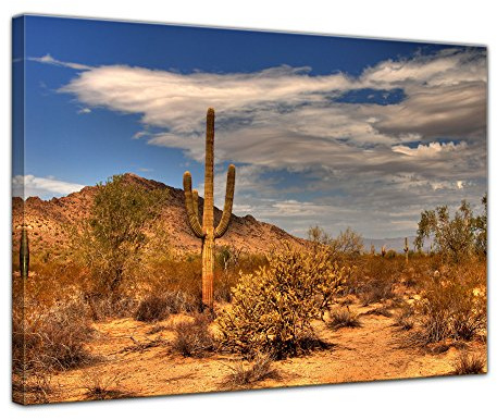Bilderdepot24 Wandbild - Wüste Kaktus - Bild auf Leinwand 80 x 60 cm - Leinwandbilder Bilder als Leinwanddruck Landschaften Sonne - Natur Kaktus in der Prärie
