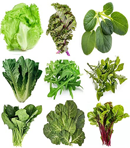 Greens Seeds Collection, 2500+ Seeds, 9 Heirloom Varieties, Arugula, Beet, Upland Cress, Vates Collard, Red Russian Kale, Crisphead Lettuce, Parris Island Lettuce, Tatsoi Mustard, Viroflay Spinach