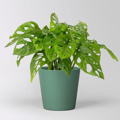 Monstera adansonii mit Keramiktopf Dallas seegrün, Topf-Ø 12 cm