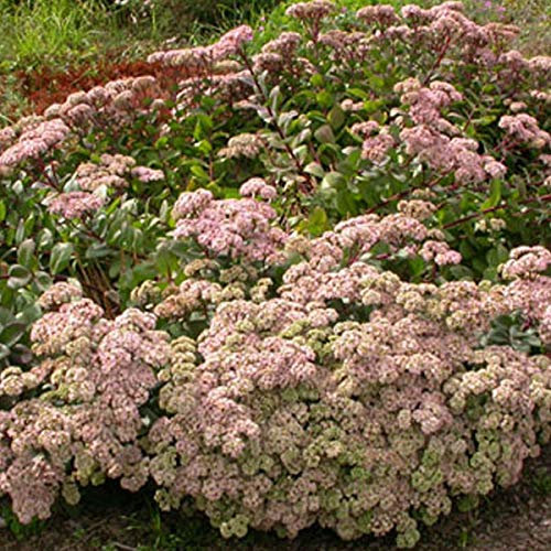 6 x Sedum 'Matrona' - Perenni Vaso 9cm x 9cm