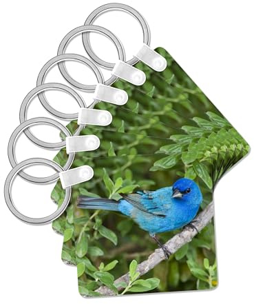 3dRose, Indigo Bunting male birds feeding, Spring, Texas, USA - US44 LDI0957 - Larry Ditto, set of 6 Key Chains