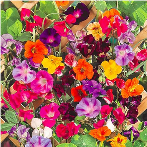 Climbing Vine Seeds for Planting – Colorful Mix of Climbing Flower Seeds: Morning Glory, Nasturtium, Black-Eyed Susan Vine, and Sweet Pea