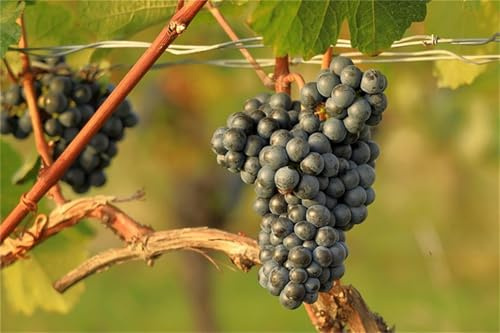 Garten Tafeltraube, Elegante, Das Bunt Gemischte, Exklusive, Winterhart Traubenwurzel, Weintrauben Kernlos Winterhartes, Trauben Kernlos,-1 Weinreben -C