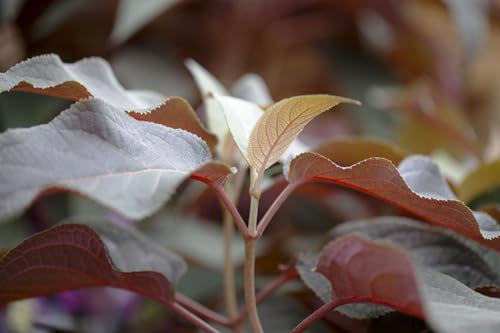 Hydrangea aspera 'Hot Chocolate' 30–40 cm – Winterhart, Mehrjährig, Pflegeleicht – Samthortensie – Zierstrauch für Garten & Beet