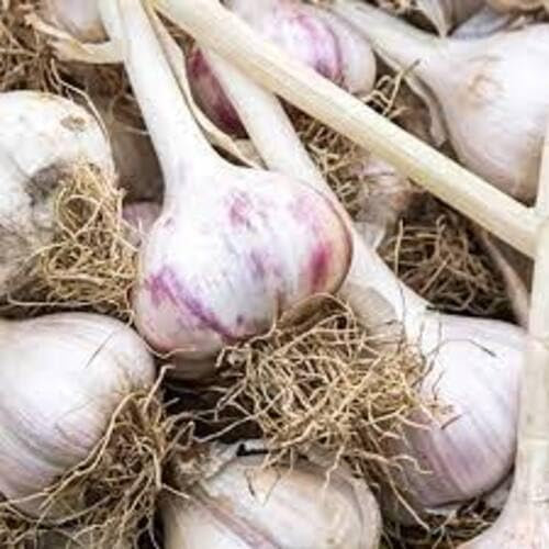 80 pièces de graines de légumes à l'ail