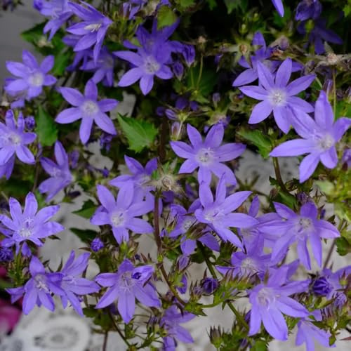 Semi di campanula - di campanula resistente Campanula media - resistenti per il giardino decorazione del soggiorno giardino 100pcs