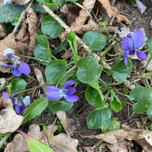 Duftveilchen, winterharte für garten bodendecker exotische blumensamen gastgeschenk wildblumensamen balkon 60Samen