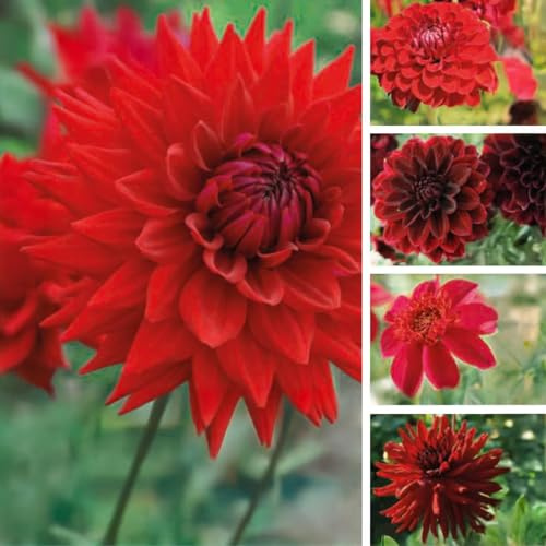 Bulbes (racines tubéreuses) de DAHLIA | Bulbes provenant des meilleurs producteurs néerlandais | Sélection et contrôle | Floraison garantie. (5 Dahlia Nuances de Rouge - Floraison 100 jours)