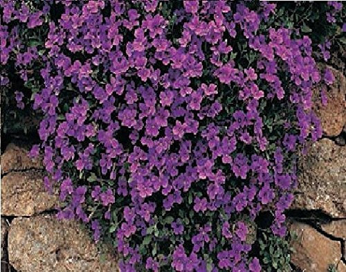 Just Seed - Flower - Rock Cress - Aubrieta deltoidea - Royal Violet - 250 Seed