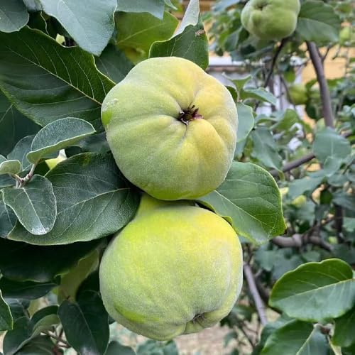 quittenbaum obstbaum exotische obstpflanzen indoor garten bio baumsamen pflanzendeko winterharte für garten 55samen