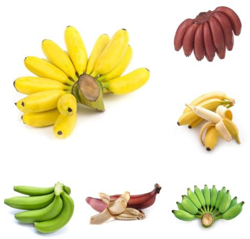 semillas de plátano de plátano, columnares, exóticas resistentes resistentes del plátano, balcón con de pilar, 10pcs