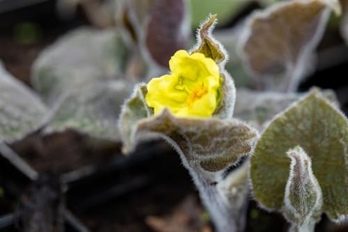 Saruma henryi 11x11 cm Topf – Winterhart, Mehrjährig, Pflegeleicht – Chinesischer Wildingwer – Staude für Schattenbeet & Gehölzrand