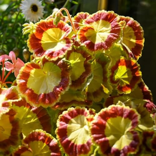 stehende geranien, pelargonium balkonpflanzen winterhart, schnittblumen, steingartenpflanzen winterhart bodendecker seltene 30samen