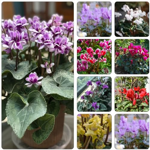 ciclamino - interni esotici giardino ombra, resistenti semi perenni interni giardino balcone 400pcs