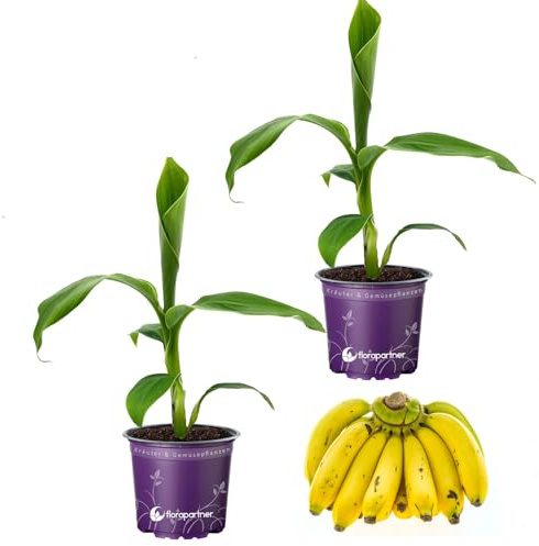 Musa-basjoo Bananenpflanze Winterharte-Banane 12cm Topf 2er-Set