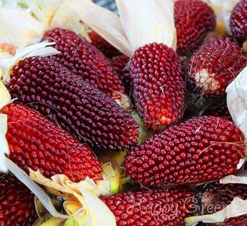 Red strawberry corn popcorn seeds 85 seeds + Plant tag + Freebie - heirloom vegetable - Zea Japonica