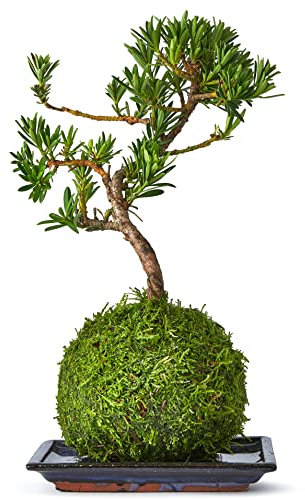 Tranquil Plants Home Decor Bonsai Tree Indoor Plant |Broom-Style Kokedama House Plant with Fertilized Green Moss Ball, Bonsai Tree | Exquisite Indoor Bonsai Plant Gift-10 Years (Plant & Tray)