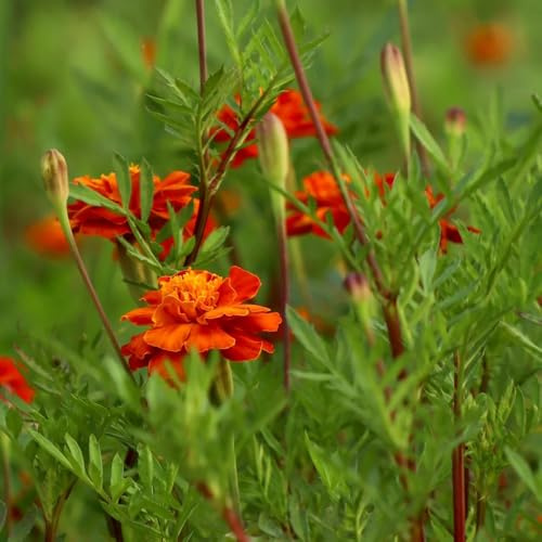 ringelblumensamen bio, topfpflanzen draußen winterhart alte sorten deko hochbeett steingarten balkon 600pcs