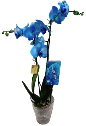 Orquídea Alevilla con Flor Azul Orquídea Planta Interior