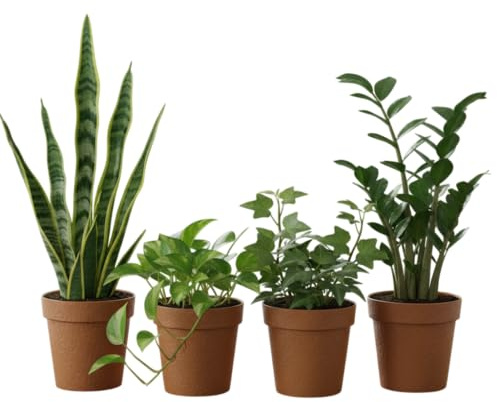 Set DECOALIVE Estilo Natural| Sansevieria, Hiedra, Zamioculcas y Poto el Trío Perfecto para un Hogar en Armonía