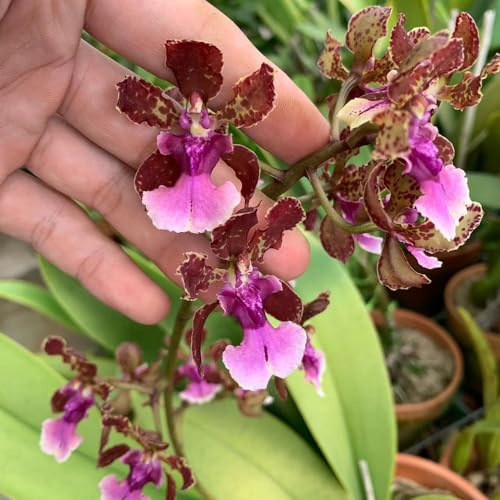 Oncidium frühlingsblumen pflanzensamen zimmerpflanzen balkonpflanzen bonsai topf kletterpflanzen winterhart mehrjährig hochbeet balkon pflanzendeko schmetterlingsflieder kräutersamen 250samen