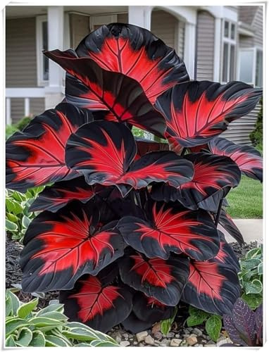resistenti al freddo e alla siccità,miste,Bulbi di Hosta -Radici selezionate di hosta,adatte per la decorazione di giardini e balconi-6 Bulbi-D