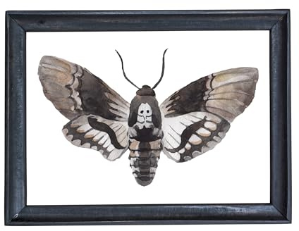 Din A4 Kunstdruck ungerahmt - Motte Totenkopfschwärmer Schmetterling Falter Aquarell Deko, Geschenk Druck Poster Bild