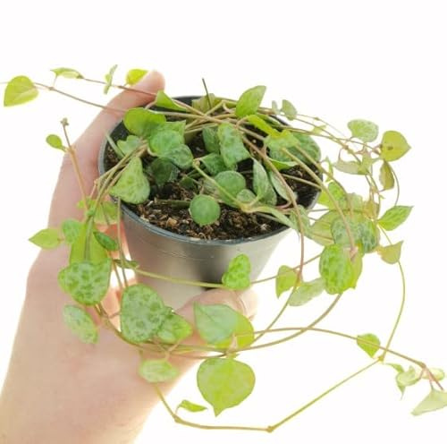 Collar de Corazones Planta Viva Ceropegia Woodii