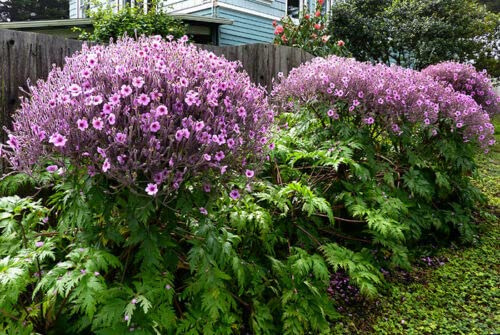 4 graines de GERANIUM DE MADERE (Geraniu m maderense) E132 MADEIRA CRANESBILL SEEDS