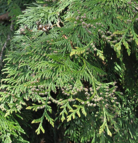 Lebensbaum Martin 40-60cm - Thuja plicata - lebende Gartenpflanze aus den Baumschulen