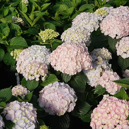 Wee Bit Innocent™ Bigleaf Hydrangea - 4 Pot - Proven Winners