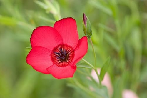 200 Graines de LIN ROUGE ECARLATE - Scarlet Flax – Linum grandiflorum - Fleur Rouge Jardin - 334