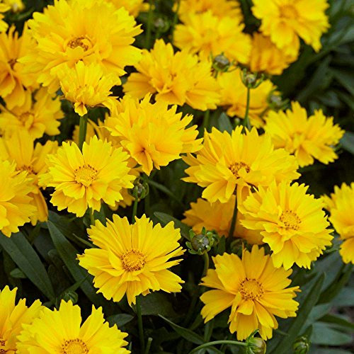 Coreopsis Grandiflora Dwarf 'Presto' Perennial Garden Plug Plants Pack x6