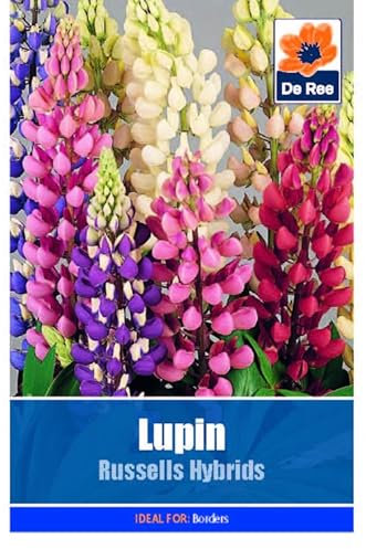Flower Seeds Lupin Russells Hybrids - 49 Seeds Packet Plant Bedding Borders Containers Pots Grow Your Own Garden Plant Seed
