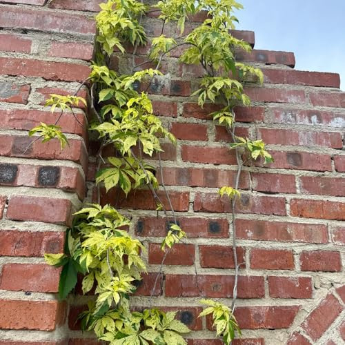 vite vergine - parthenocissus tricuspidata decorazioni giardino per 420semi