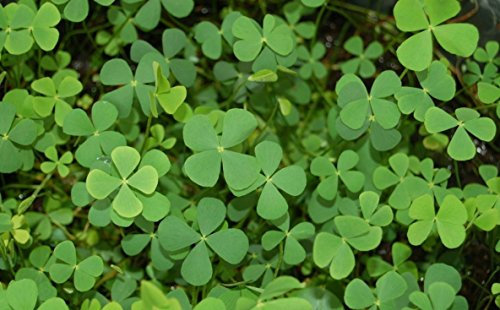 Lincolnshire Pond Plants Ltd - Oxygenating Pack Potted